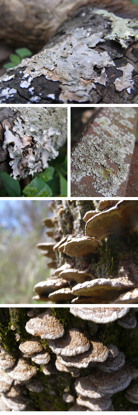 Fungus